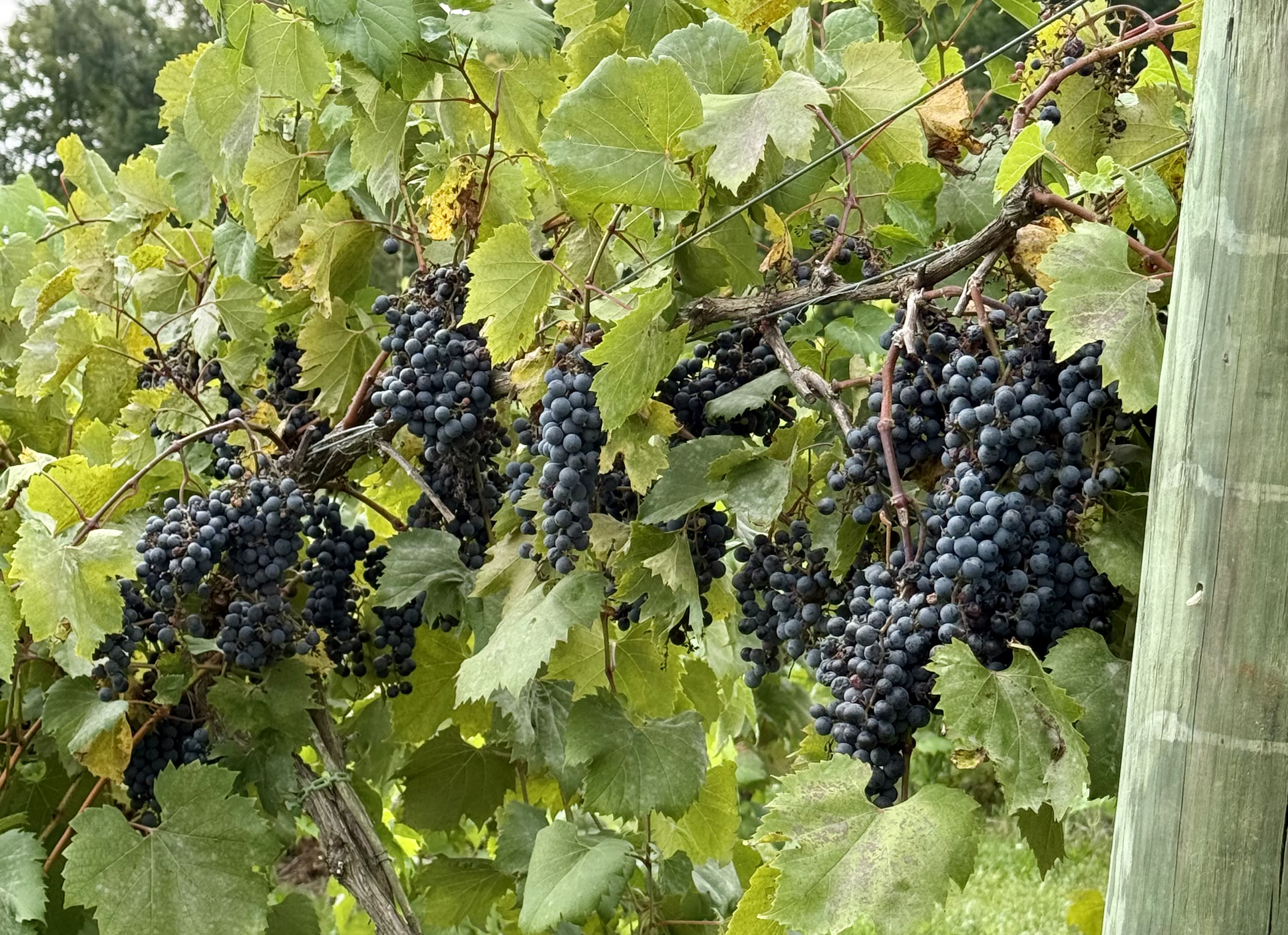 Frontenac grapes hanging from a vine.